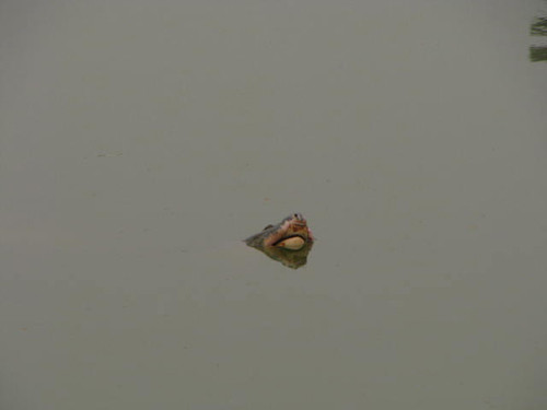 Lai lich it biet ve cu Rua Ho Guom-Hinh-2