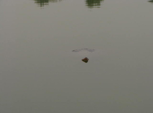 Lai lich it biet ve cu Rua Ho Guom