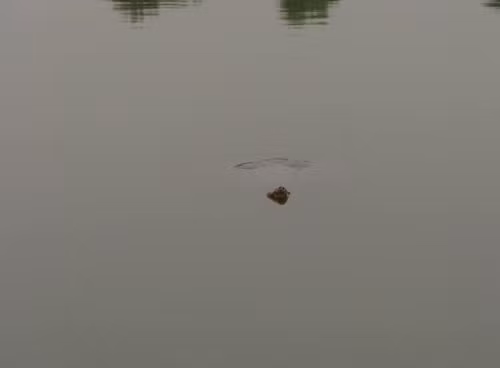 Lai lich it biet ve cu Rua Ho Guom