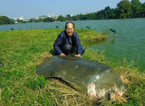 Lai lich it biet ve cu Rua Ho Guom-Hinh-3