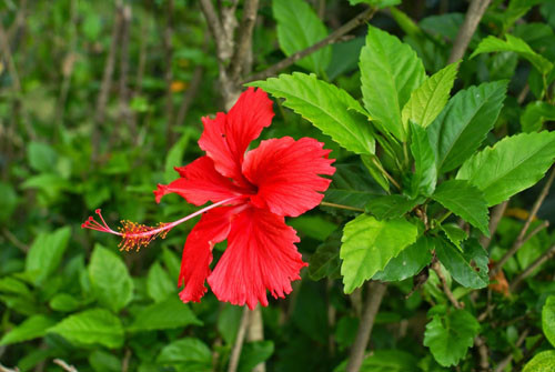 Hoa dâm bụt là một loại hoa có bông khá đẹp và có màu đỏ rực rỡ nhưng không dùng thờ cúng được vì có chữ “dâm” đằng trước. Dân gian có giai thoại cho rằng, hoa dâm bụt thường dùng để nói về những người con gái có lối sống không đàng hoàng, lẳng lơ không chung tình, chung thủy, hoa mọc bên hàng rào, ai đi qua cũng dễ ngắt dễ hái. Mặt khác hoa đẹp nhưng không bền.