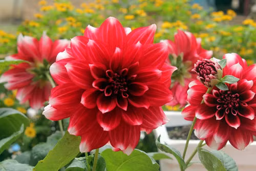 Giai ma loai hoa tuyet doi cam dat len ban tho ngay Tet-Hinh-2