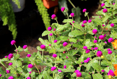 Hoa cúc áo (hoa cứt lợn) tuy bông hoa xinh xắn, màu đẹp, chữa bệnh rất tốt, nhưng chỉ cắm chơi được chứ không thể đặt lên bàn thờ nơi có thần linh và gia tiên bởi cái tên của nó không đẹp.