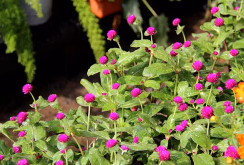 Giai ma loai hoa tuyet doi cam dat len ban tho ngay Tet-Hinh-7