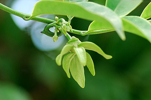 Hoa lan móng rồng (phía Nam gọi là lan cua) tuy thơm nhưng không dùng để thờ cúng bởi cánh hoa giống móng rồng mà trong ngày Tết người ta kiêng kị mọi thứ có thể gây ra xích mích đổ vỡ nên không dùng loại hoa có hình móng vuốt đặt lên bàn thờ.