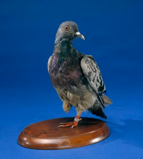 Nhưng đơn vị này đã không đầu hàng và vẫn còn giữ vững nhiều vị trí chiến đấu. Chỉ huy tiểu đoàn quyết định cho những chú chim bồ câu đưa thư về sở chỉ huy sư đoàn. Nhưng cả 3 chú chim bồ câu đã nhanh chóng bị bắn hạ.