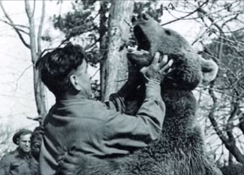 Nhung con vat tung duoc phong anh hung trong chien tranh-Hinh-7