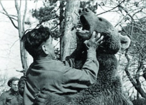 Chú gấu Wojtek đã được mua và được các binh sỹ Ba Lan huấn luyện và sử dụng sau khi họ được trả tự do từ trại tù ở Siberia năm 1942.