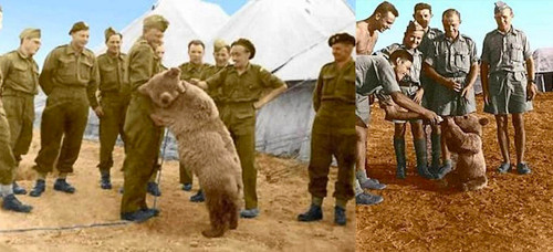 Khi bước vào chiến tranh ở Ai Cập, họ đã sử dụng Wojtek như một binh sĩ mặc dù chú gấu là một vật không được phép nuôi. Là một thành viên của đơn vị, chú gấu nặng hơn 2 tạ này chuyên tải đạn pháo hạng nặng. Chú đã sống sót sau chiến tranh và sau đó được đưa về sống trong một vườn thú ở Edinburgh.