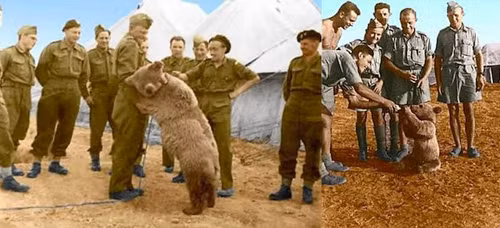 Khi bước vào chiến tranh ở Ai Cập, họ đã sử dụng Wojtek như một binh sĩ mặc dù chú gấu là một vật không được phép nuôi. Là một thành viên của đơn vị, chú gấu nặng hơn 2 tạ này chuyên tải đạn pháo hạng nặng. Chú đã sống sót sau chiến tranh và sau đó được đưa về sống trong một vườn thú ở Edinburgh.