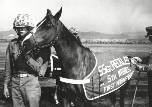 Di chuyển trên địa hình khó khăn, chú ngựa đã chuyển được 386 viên đạn và đi 35 dặm mặc dù bị hai vết thương trong ngày chiến đấu ác liệt nhất. Vết thương đầu tiên là mảnh bom găm vào mắt và vết thứ hai là một vết cắt vào sườn.