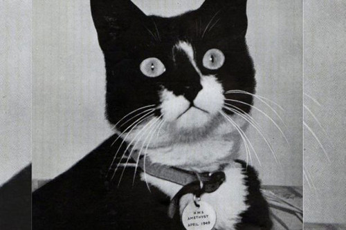 Theo Mirror, nhờ nỗ lực của Simon, những thủy thủ đã sống sót qua cuộc bao vây khi khẩu phần gần cạn kiệt. Sau đó Simon là thành viên đầu tiên của Hải quân Hoàng gia Anh được nhận Huy chương Dickin cho sự dũng mãnh của động vật.