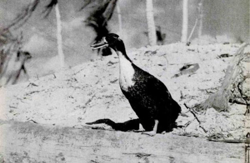 Mặc dù bị nhiều phát mổ vào đầu, chú vịt Siwash của Tiểu đoàn 1 Thủy quân lục chiến đã tiếp tục tấn công đối thủ và cuối cùng đã chiến thắng.