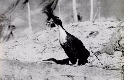 Nhung con vat tung duoc phong anh hung trong chien tranh-Hinh-15