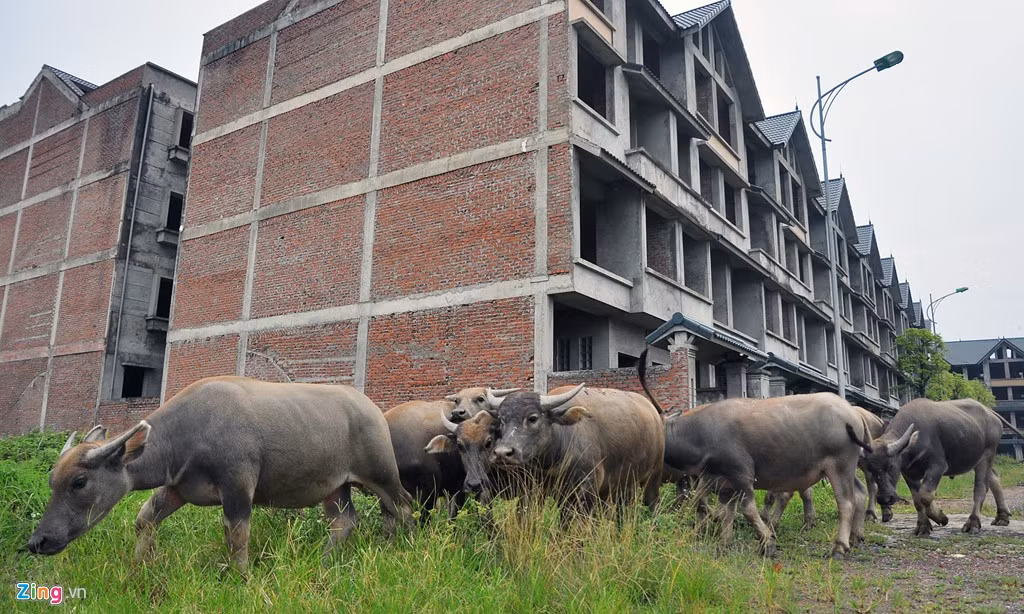 Thời gian qua, khu biệt thự nghìn tỷ này trở thành nơi chăn thả trâu bò của những người nông dân gần đó, đặc biệt kể từ khi dự án ngừng xây dựng năm 2013.