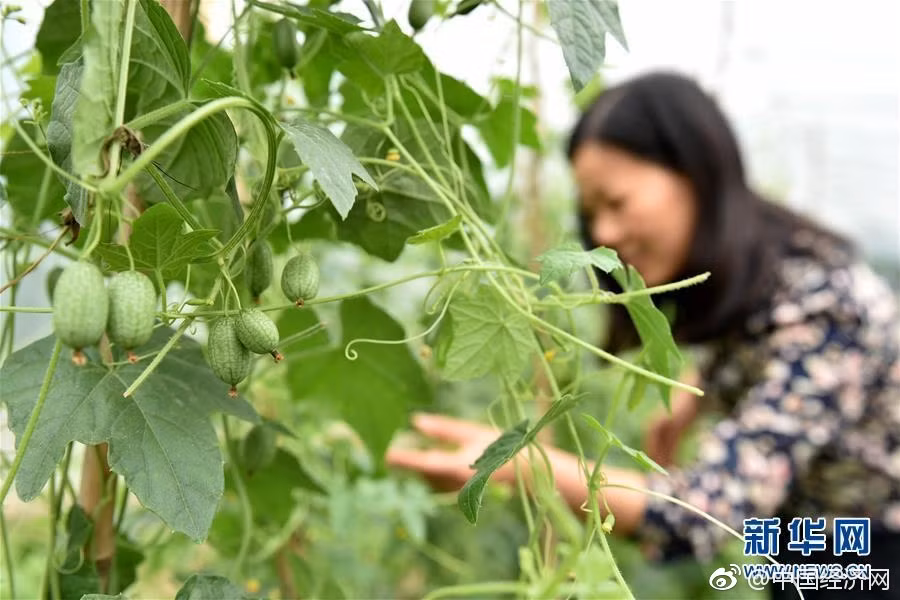 Tuy vậy, dưa hấu tý hon độc lạ này có mùi vị rất thơm ngon, ngọt mát, bổ dưỡng, không hề thua kém các loại dưa nổi tiếng khác. (Nguồn Sina)