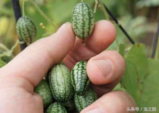 Tuy vẻ ngoài rất giống dưa hấu nhưng bổ ra, bên trong loại dưa mới mẻ này lại rất giống dưa chuột, có vị ngọt thanh mát vừa phải, cực kỳ phù hợp để làm các món ăn đệm như salad. (Nguồn Sina)