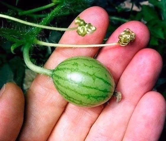 Theo thông tin đăng tải, vỏ dưa màu xanh, lõi bên trong cũng màu xanh. (Nguồn Sina)