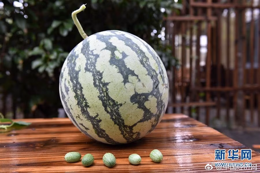 Đặc biệt, không giống như dưa hấu thông thường, dưa hấu tý hon có thể ăn được cả vỏ, rất tiện lợi. (Nguồn Sina)