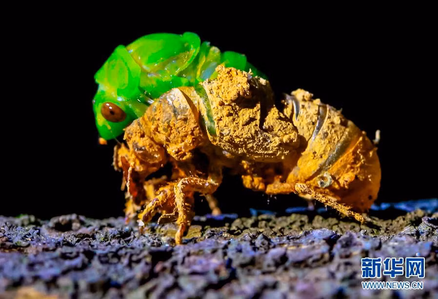 Chỉ khi cảm thấy an toàn, ve sầu mới quyết định lột xác. Lý do là trong lúc này, nó cực kỳ yếu ớt, có thể trở thành con mồi ngon cho hàng tá những kẻ săn mồi đáng sợ bên ngoài. (Nguồn Sina)