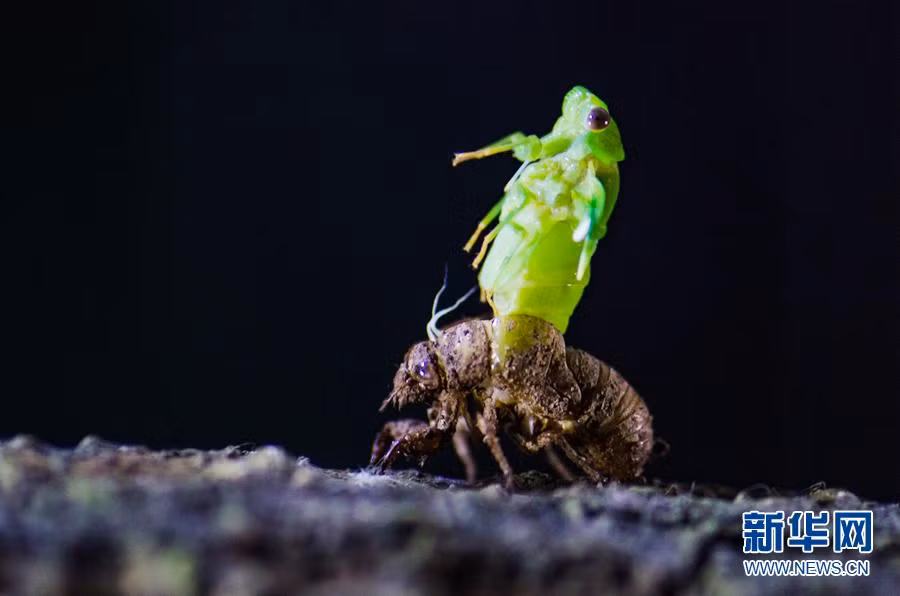 Theo tìm hiểu, ngay khi tìm được mặt bằng đủ chắc chắn để tiến hành lột xác, ve sầu sẽ đứng im khoảng gần 10 phút để thăm dò. (Nguồn Sina)