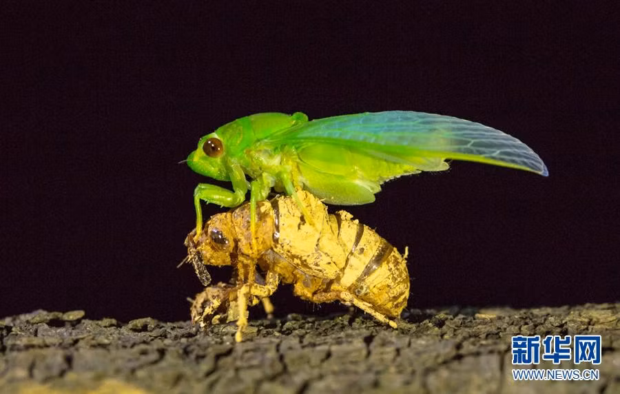 Tiếp tục chờ đợi, cánh của ve sầu vươn dài hết tầm, hình thành một đôi cánh thực sự. Mặc dù vậy, lúc này nó vẫn chưa thể bay. (Nguồn Sina)