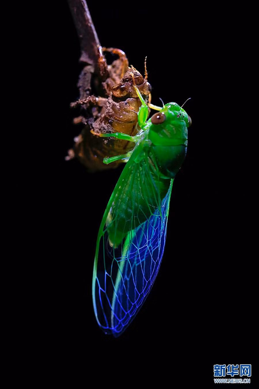 Tiếp đó, ve sầu sẽ kiên nhẫn đợi đến khi đôi cánh của mình khô hẳn và cứng cáp, nó mới bay lên cây, tìm một vị trí thích hợp để hút nhựa và cất lên tiếng kêu đầu tiên của mình. (Nguồn Sina)