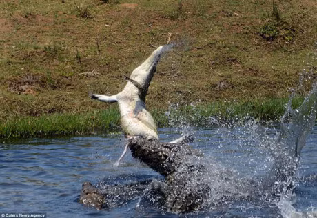 Thấy con cá sấu nhỏ bơi qua, trong cơn vật vã vì đói mồi, cá sấu khổng lồ lập tức tấn công, săn giết đồng loại. (Nguồn Sina)