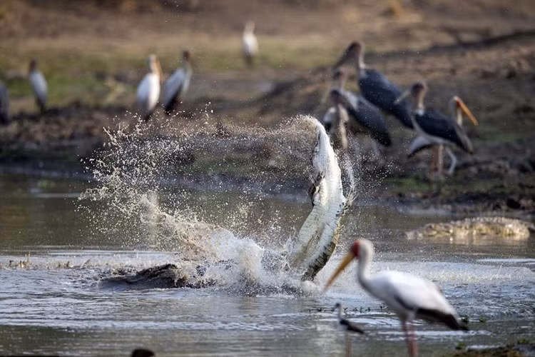 Theo suy đoán, có lẽ vì quá đói bụng, con cá sấu khổng lồ đã không ngần ngại tấn công, ăn thịt luôn đồng loại nhỏ bé bên cạnh thay vì chờ đợi và săn mồi như mọi khi. (Nguồn Sina)