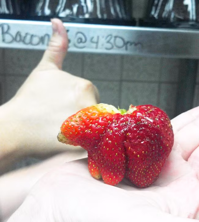 Lại thêm một quả dâu tây có hình thù kỳ lạ. Lần này, quả dâu tây có hình dáng giống như một con gấu khổng lồ hơn với đủ 4 chân, đầu, mũi. (Nguồn Brightside)