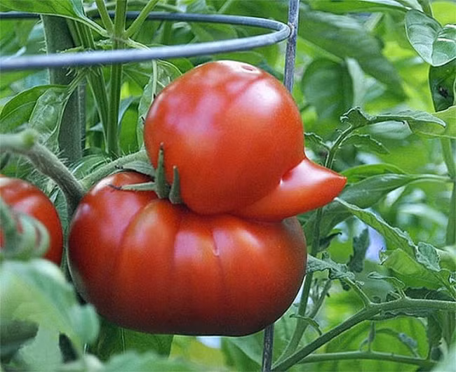 Quả cà chua biến dị này có hình một con vịt con, vô cùng độc đáo và đặc biệt. (Nguồn Brightside)