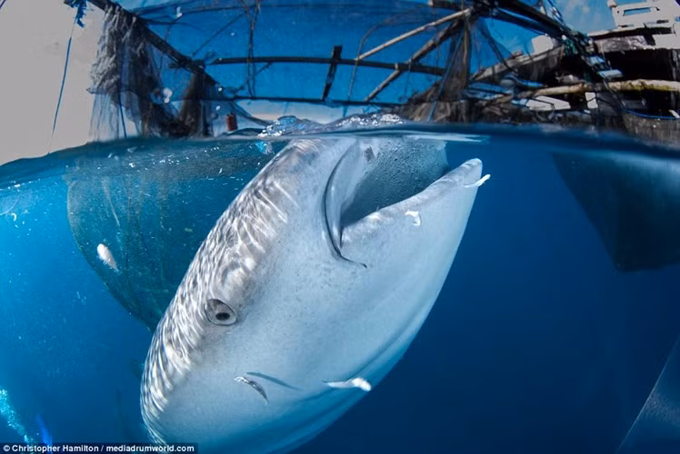 Mặc dù sở hữu kích thước cực khủng, được coi là một trong những loài cá lớn nhất thế giới với chiều dài tối đa lên tới 14m, tương đương một chiếc xe bus hai tầng nhưng cá mập voi rất hiền lành, đáng mến. Chính vì thế, những thủy thủ và thợ lặn không hề e sợ khi bơi gần loài động vật khổng lồ này. (Ảnh: BI)