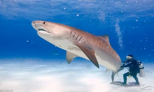 Một người đàn ông có tên Steve Dee, 44 tuổi ở New Jersey, Mỹ là một trong những dị nhân rất thích lặn biển để làm bạn với những con cá mập. Anh dành phần lớn thời gian khi lặn để ở gần những con cá mập, vuốt ve và cho chúng ăn. (Ảnh: Mirror)