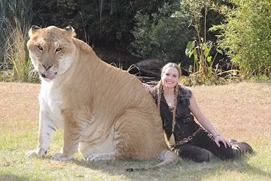 Liger (sư hổ) được biết đến là cực kỳ thích bơi lội giống như những con hổ, nhưng chúng cũng sống theo xã hội vào có tính cách giống sư tử. Trong ảnh là Hercules, một con Liger nổi tiếng khắp thế giới bởi kích thước khổng lồ của mình. (Nguồn Viralnova)