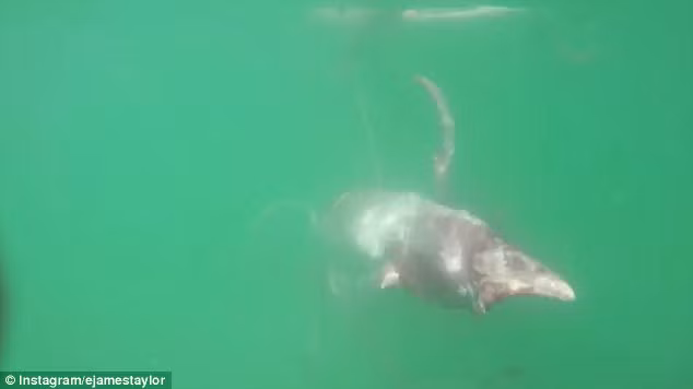 Tất cả mọi người sau khi xem những hình ảnh của James đăng tải đều hi vọng rằng con mực ống sẽ vượt qua khó khăn. Tuy nhiên với thương tổn của mình, nó sẽ dễ dàng bị những loài động vật ăn thịt khác săn giết. (Nguồn Sina)