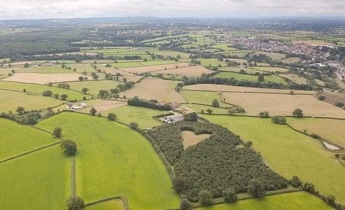 Được biết, ông Winston không trồng ngay 6000 cây sồi một lúc mà cứ mỗi tuần, ông sẽ gieo xuống một cây sồi con. (Nguồn Youthwant)