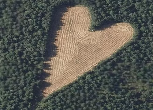 Cận cảnh khu rừng tình yêu của ông Winston dành cho người vợ thân yêu của mình. (Nguồn Youthwant)