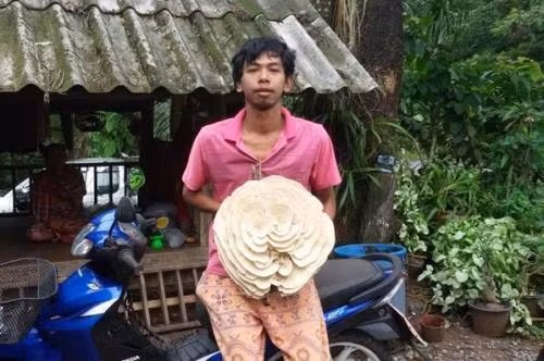 Phat hien nam ky la hinh hoa hong trang cuc doc-Hinh-2