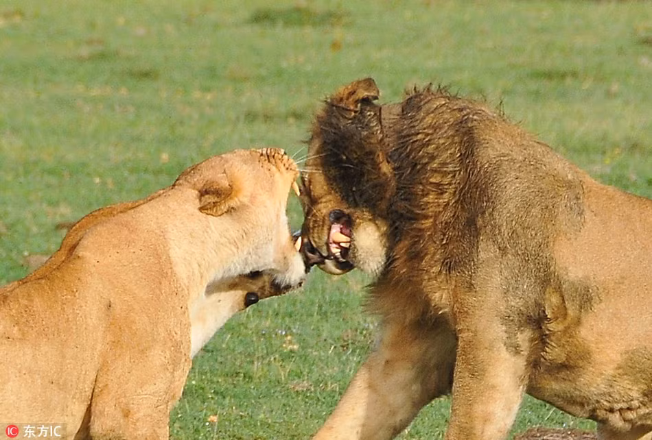 Đáng ngạc nhiên là trước những đòn tấn công không chút nể tình của sư tử cái, con sư tử đực vẫn không bỏ cuộc. Nó quyết định dùng sự chân thành và nhiệt tình của tuổi trẻ để chinh phục sư tử cái. (Nguồn Sina)