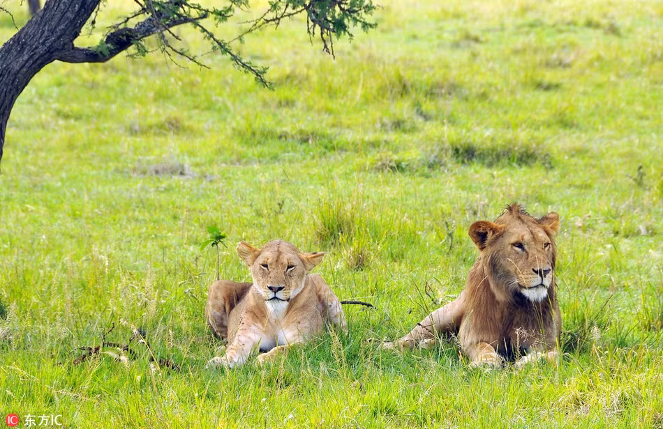 Điều kỳ diệu đã xảy ra, sau khoảng một vài giờ đối đầu, sư tử đực "phi công" trẻ đã chiếm được niềm tin của sư tử cái. Nó được phép nằm cạnh sư tử cái dưới một bóng cây, bên cạnh là những đứa con riêng của sư tử cái. Có lẽ trong thời gian ngắn sắp tới, sư tử đực sẽ được thỏa mãn bản năng giao phối của mình. (Nguồn Sina)