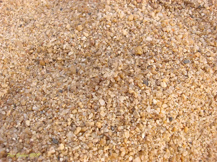 Nhìn lần nữa vào trung tâm bức ảnh nào, bạn đã nhận ra sự hiển hiện của con nhện cát chưa? (Nguồn Bored Panda)