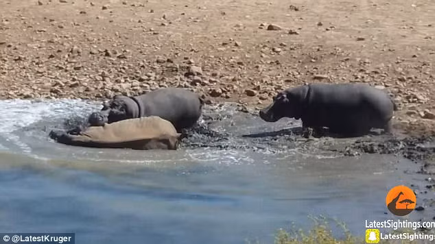 Robertson, người đã ghi lại được cảnh tượng kịch tính này cho biết, thực sự anh rất đau lòng khi chứng kiến thảm kịch của tê giác, nhưng đây là quy luật tự nhiên, mạnh được yếu thua và con người hoàn toàn không có quyền can thiệp. (Nguồn Sina)