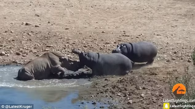 Cuối cùng, tê giác bị hà mã tấn công không có đường lui, chết đuối trong đống bùn và nước còn chưa ngập đến nữa thân nó. (Nguồn Sina)