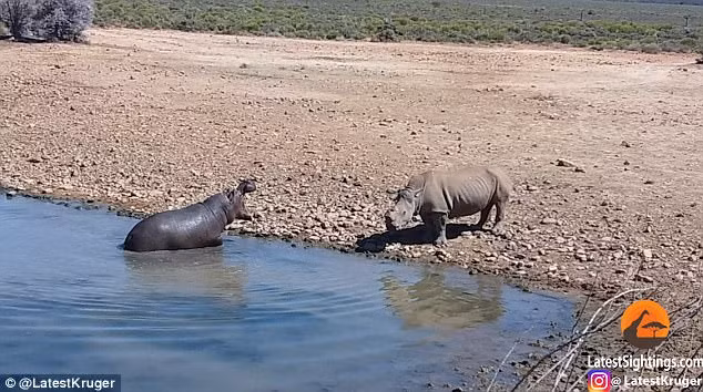 Theo các chuyên gia, so về ưu thế cơ thể, cả hai ngang nhau nhưng về vũ khí thì tê giác nhỉnh hơn vì loài này sở hữu chiếc sừng cực khỏe và có giá trị. (Nguồn Sina)