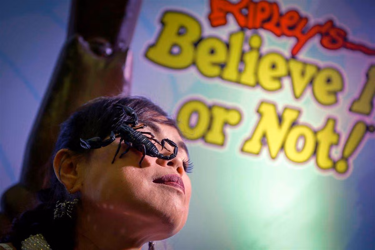 Kanchana Kaetkaew tự tin và hoàn toàn không hề sợ hãi khi bọ cạp bò lên khuôn mặt mình. (Nguồn JN)