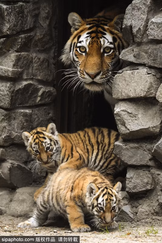 Khi phát hiện ống kính máy ảnh tập trung vào những đứa con của mình, hổ vằn mẹ chăm chú nhìn vào nhiếp ảnh gia. Chỉ khi không cảm thấy nguy hiểm, uy hiếp, nó mới thả lỏng hơn. (Nguồn Sina)