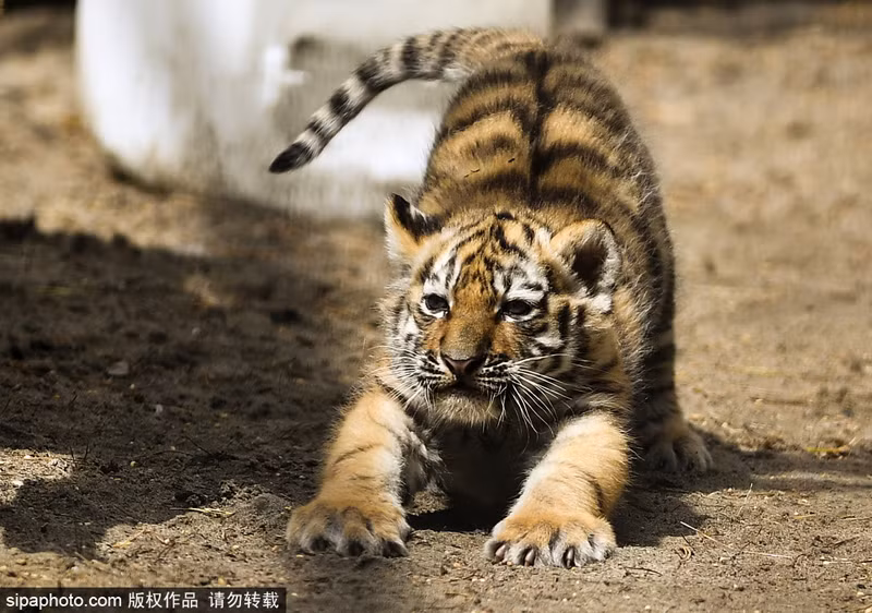 Sau khi thoát khỏi hình phạt, hổ con nghịch ngợm làm động tác vươn người cho đỡ mỏi, giống hệt như con người tập yoga. (Nguồn Sina)