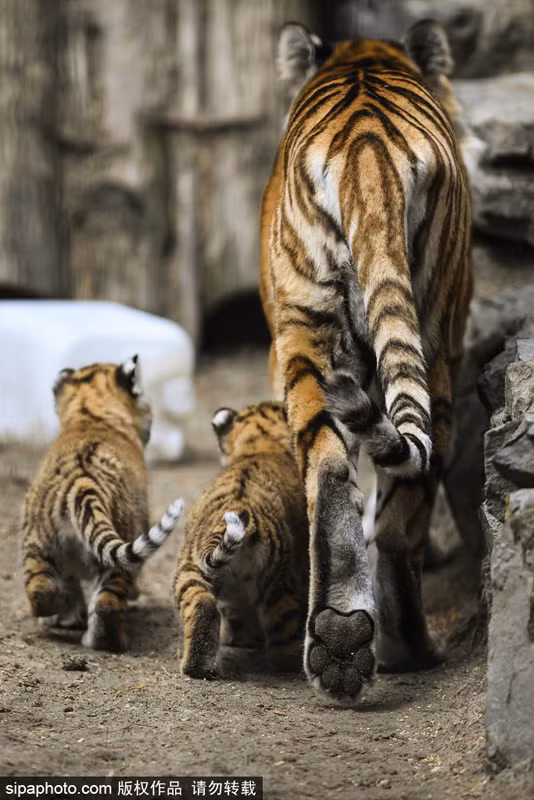 Qua những giây phút nóng giận, hổ mẹ lại cùng đàn con mình đi dạo quanh khu vực sinh sống. (Nguồn Sina)