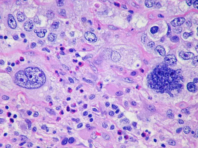 Để tiến hành nghiên cứu, các nhà nghiên cứu đã thử nghiệm trên bốn nhóm chuột. Trong khi một nhóm được phép ngủ bất cứ lúc nào chúng thích, thì ba nhóm khác buộc phải chịu đựng những mức độ thiếu ngủ khác nhau, bao gồm cả việc thiếu ngủ vì những lần báo thức định kỳ. (Nguồn Viralnova)