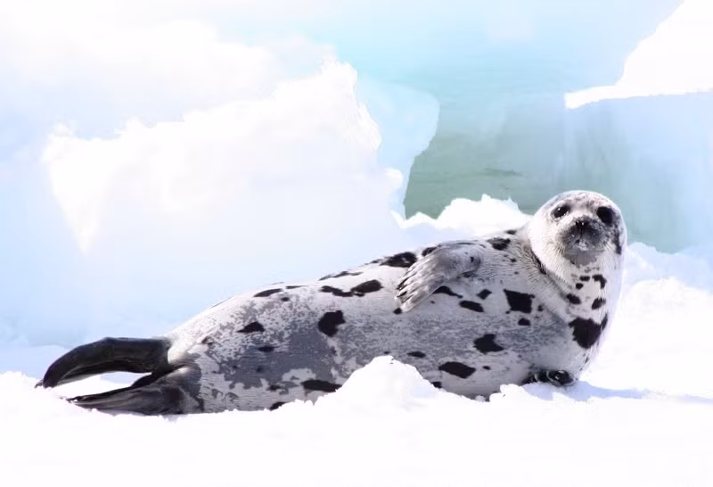 Hải cẩu đáng thương trước khi bị tàn sát. (Nguồn Buzzhand)